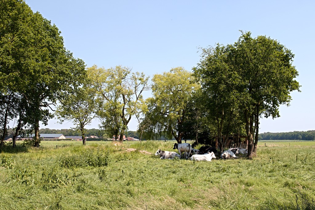 kalmhoutese heide hei hdr natuurgebied natuur landschap natuurpark natuurreservaat wandelen heidegebied bossen vennen